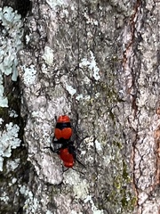 Dasymutilla occidentalis