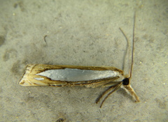 Crambus watsonellus