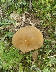Tylopilus felleus