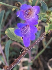 Penstemon azureus azureus