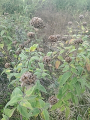 Monarda fistulosa