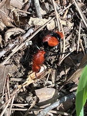 Dasymutilla occidentalis