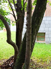 Malus mandshurica sachalinensis