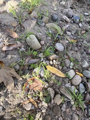 Poa annua