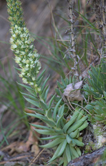 Orostachys spinosa