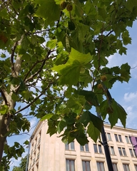 Platanus × hispanica