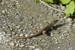 Podarcis siculus
