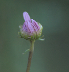 Anthemideae