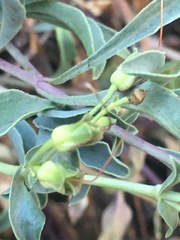 Penstemon azureus azureus