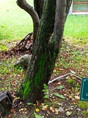 Malus mandshurica sachalinensis