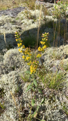 Solidago hispida