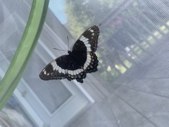 Limenitis arthemis arthemis