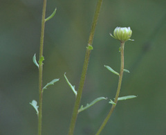Anthemideae