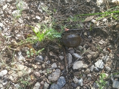 Kinosternon sonoriense