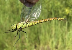 Aeshna affinis