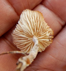 Agrocybe putaminum