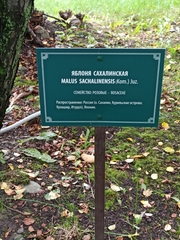 Malus mandshurica sachalinensis