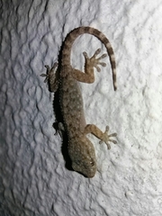 Tarentola mauritanica