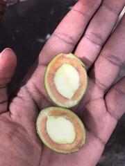 Macadamia integrifolia