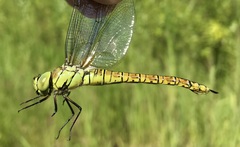 Aeshna affinis