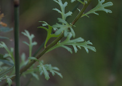 Anthemideae
