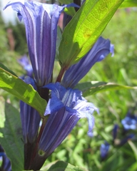 Gentiana asclepiadea