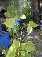 Populus fremontii