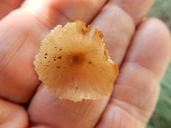 Agrocybe putaminum