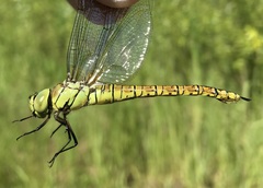 Aeshna affinis