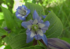 Gentiana asclepiadea