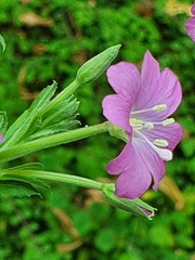 Epilobium hirsutum