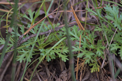 Anthemideae