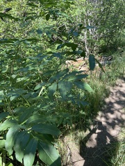 Viburnaceae