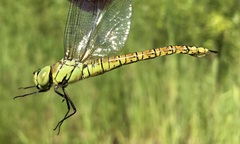 Aeshna affinis