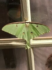 Actias luna