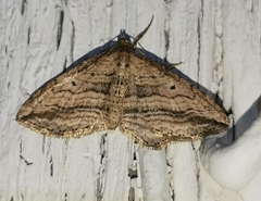 Orthonama vittata