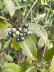 Cornus amomum