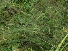Eragrostis albensis