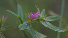 Trifolium lupinaster