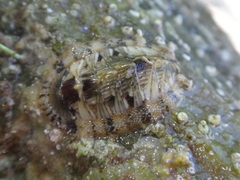 Rhyssoplax olivacea