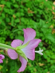 Epilobium hirsutum