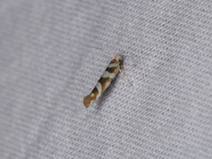 Argyresthia goedartella
