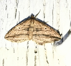 Orthonama vittata