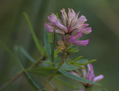 Trifolium lupinaster