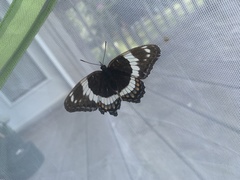 Limenitis arthemis arthemis