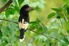 Bycanistes subcylindricus