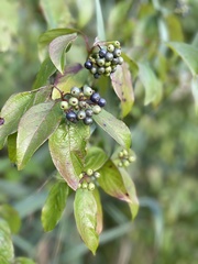Cornus amomum