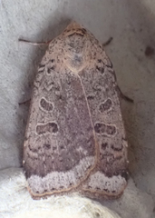 Abagrotis alternata