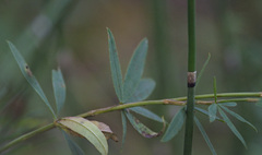 Trifolium lupinaster