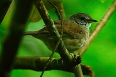 Illadopsis albipectus